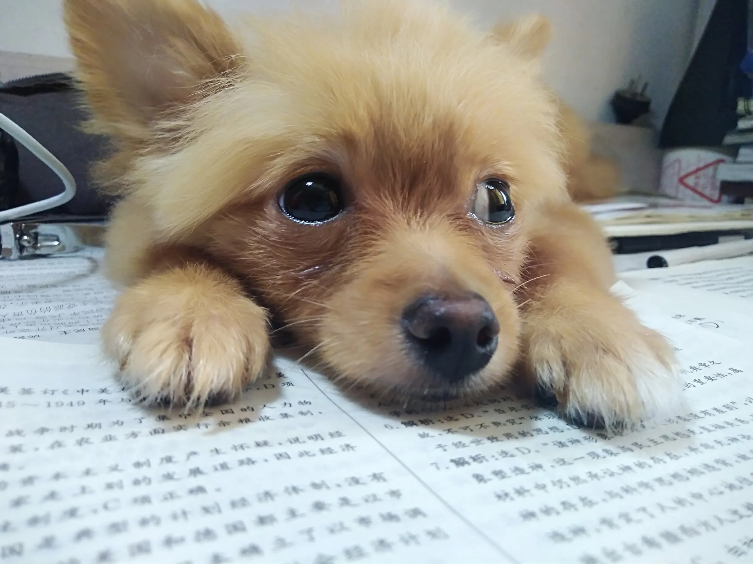 A Pomeranian lying on an open book