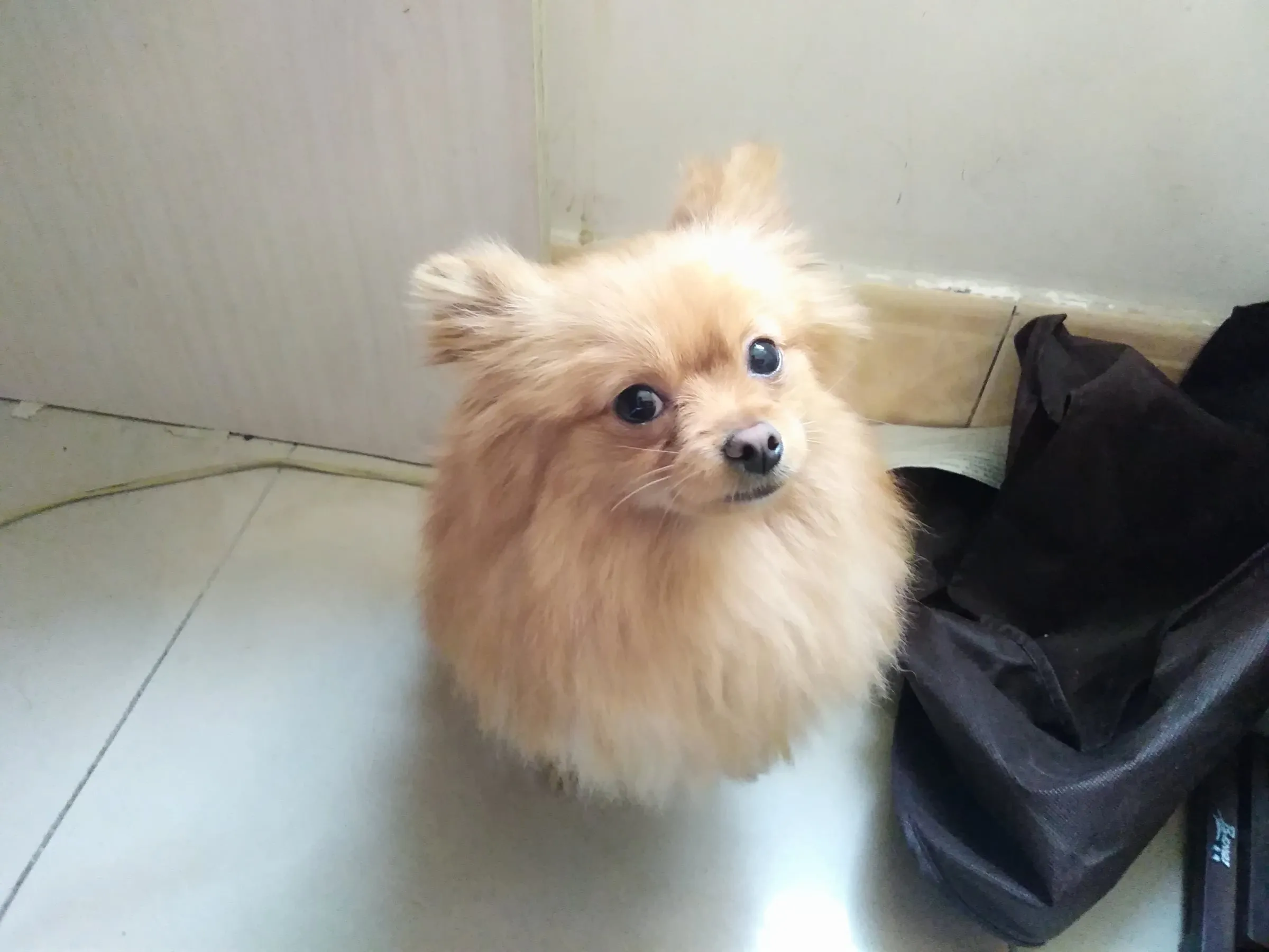 A Pomeranian sitting on a tiled floor next to a bag