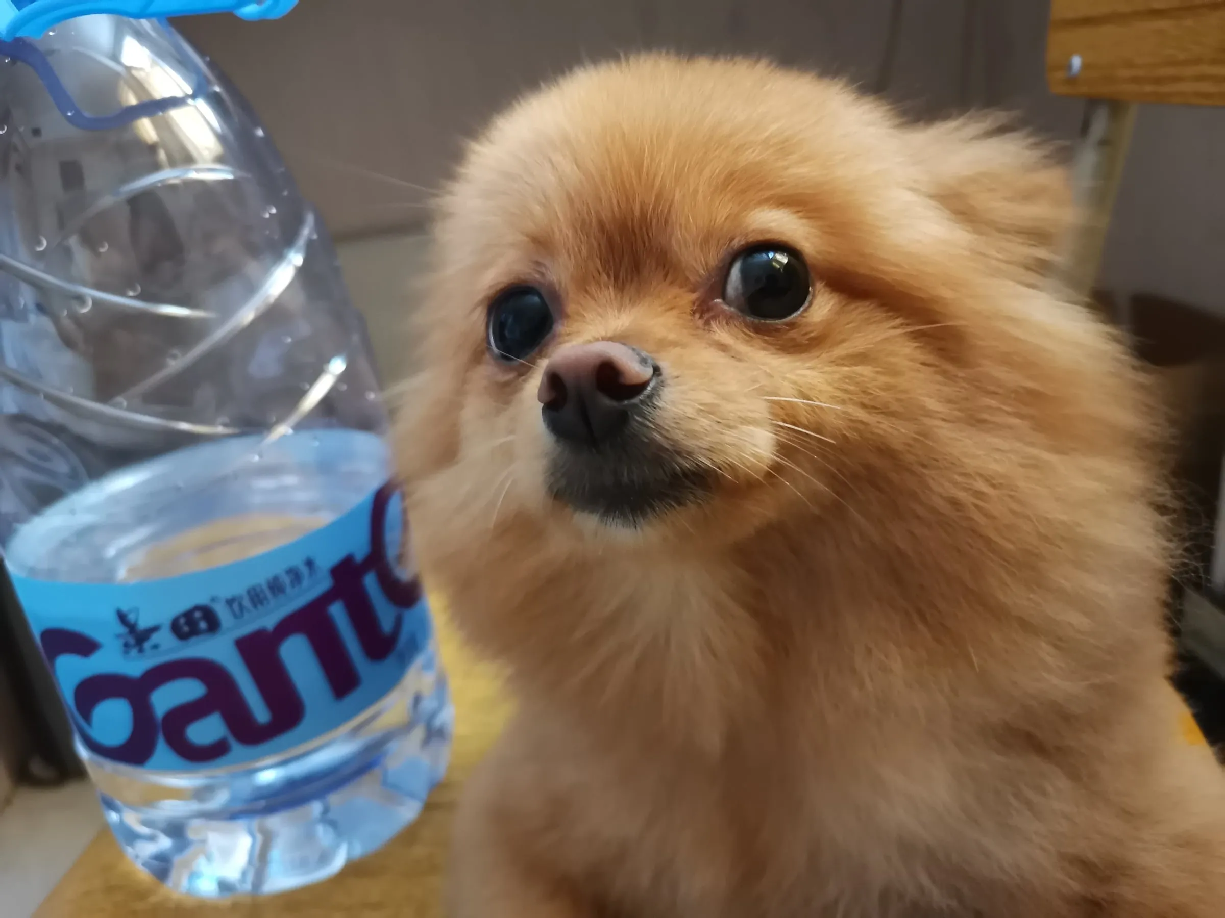 A Pomeranian next to a bottle of water