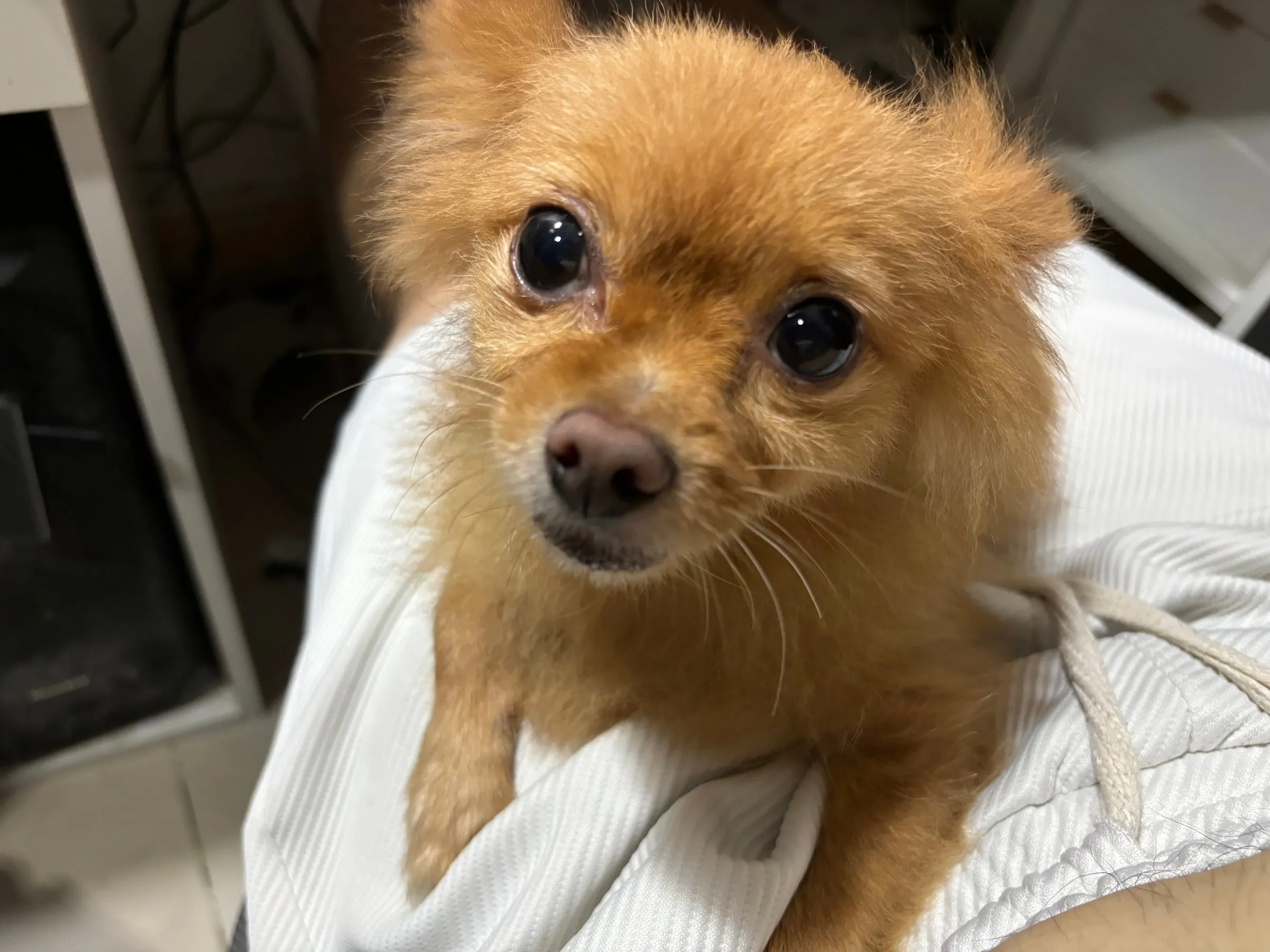 A Pomeranian wrapped in a white towel, looking up at the camera