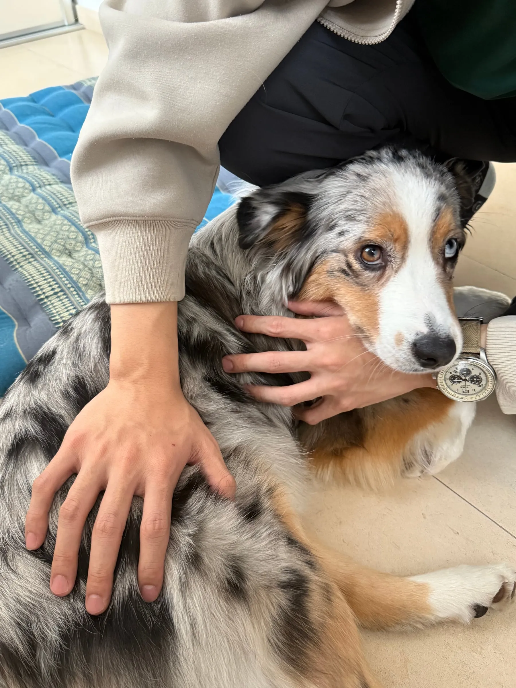 An Australian Shepherd resting while being petted