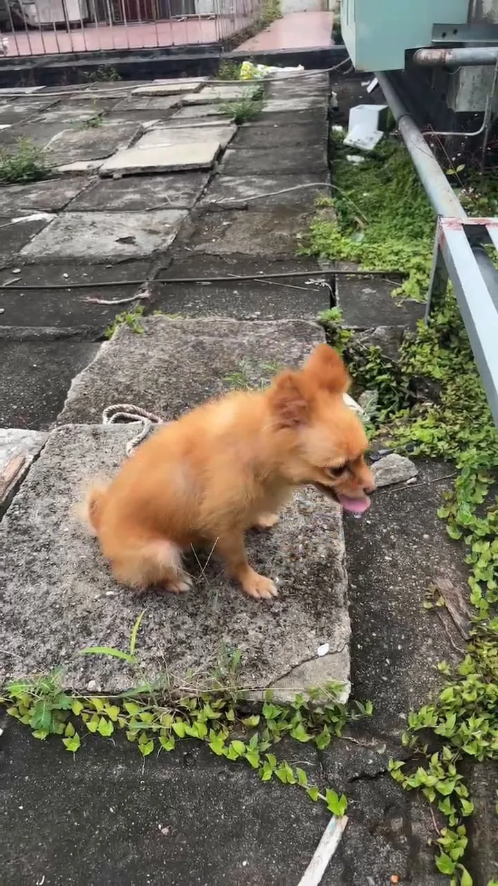 A Pomeranian sitting on a mossy stone path outdoors